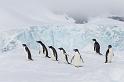 086 Antarctica, Hope Bay, adeliepinguins